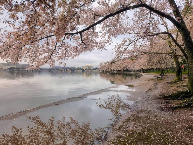 Pink cherry blossom trees blooming along the Potomac River shoreline near Jefferson Memorial